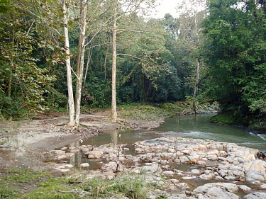 Rocky river embankment of a Mexican forest, habitat to the large crested toad habitat,large crested toad,Incilius cristatus,Mexico,river,stream,rivers,streams,forest,forests,woodland,woodlands,bank,embankment,freshwater,trees,tree,ecosystem,environment,central America,Large-cre