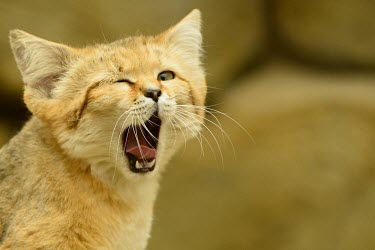 Sand cat yawning feline,cat cats,carnivore,felis,sand cat,carnivora,felidae,small cats,felinae,felis margarita,yawning,yawn,tired,funny,humorous,mouth,teeth,Felis margarita,Captive,Chordates,Chordata,Mammalia,Mammals,