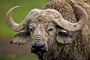 Portrait of old Cape buffalo bull herbivores,herbivore,vertebrate,mammal,mammals,terrestrial,Africa,African,nomad,nomadic,park,national park,ungulate,horn,horns,profile,savanna,savannah,safari,buffalo,cattle,face,Cape buffalo,Syncerus