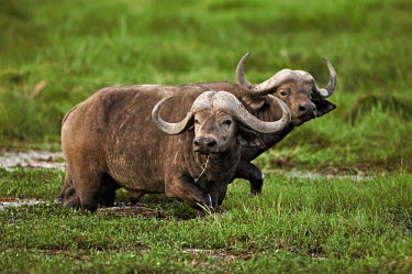 Two bulls crossing swamp herbivores,herbivore,vertebrate,mammal,mammals,terrestrial,Africa,African,nomad,nomadic,park,national park,ungulate,horn,horns,profile,savanna,savannah,safari,buffalo,cattle,face,Cape buffalo,Syncerus