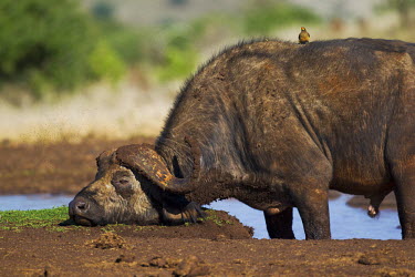 Cape buffalo looking grumpy` herbivores,herbivore,vertebrate,mammal,mammals,terrestrial,Africa,African,nomad,nomadic,park,national park,ungulate,landscape,savanna,savannah,safari,buffalo,cattle,mass,herd,migration,migrate,aerial,