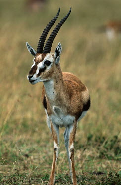 Thomson's gazelle profile shot gazelles,gazelle,prey,herbivore,herbivores,vertebrate,mammal,mammals,terrestrial,Africa,African,savanna,savannah,safari,antelope,antelopes,horns,horned,flies,profile,face,smell,smelly,Thomson's gazell