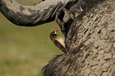 Cape buffalo with red billed oxpeckers combing for ticks and parasites herbivores,herbivore,vertebrate,mammal,mammals,terrestrial,Africa,African,nomad,nomadic,park,national park,ungulate,horn,horns,profile,savanna,savannah,safari,buffalo,cattle,bird,birds,aves,Red-billed