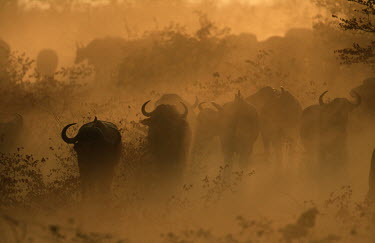 Cape buffalo running in dust herbivores,herbivore,vertebrate,mammal,mammals,terrestrial,Africa,African,nomad,nomadic,park,national park,ungulate,horn,horns,profile,savanna,savannah,safari,buffalo,cattle,herd,sunset,dusk,dust,dust