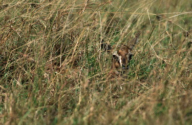 Thomson's gazelle hiding in the grass gazelles,gazelle,prey,herbivore,herbivores,vertebrate,mammal,mammals,terrestrial,Africa,African,savanna,savannah,safari,antelope,antelopes,horns,horned,camo,camouflage,camouflaged,hidden,hide,rest,res