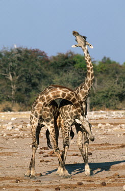 Male southern giraffe sparring by swinging heads at each other Giraffa giraffa,Southern giraffe,giraffe,giraffes,herbivore,herbivores,vertebrate,mammal,mammals,terrestrial,Africa,African,savanna,savannah,safari,pattern,patterns,couple,duo,pair,behaviour,rivals,ri
