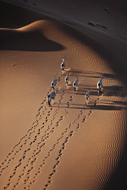 Herd of gemsbok in crossing sand dune gazelles,gazelle,prey,herbivore,herbivores,vertebrate,mammal,mammals,terrestrial,Africa,African,savanna,savannah,safari,antelope,antelopes,horns,horned,desert,sand,dune,dunes,run,running,negative spac