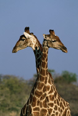 Male southern giraffe sparring by swinging heads at each other Giraffa giraffa,Southern giraffe,giraffe,giraffes,herbivore,herbivores,vertebrate,mammal,mammals,terrestrial,Africa,African,savanna,savannah,safari,pattern,patterns,couple,duo,pair,behaviour,rivals,ri