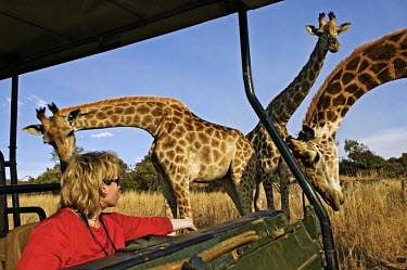 Southern giraffe with tourists on game drive. Giraffa giraffa,Southern giraffe,giraffe,giraffes,herbivore,herbivores,vertebrate,mammal,mammals,terrestrial,Africa,African,savanna,savannah,safari,pattern,patterns,curious,tourism,eco-tourism,eco tou
