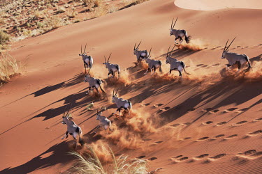 Gemsbok herd charge across desert gazelles,gazelle,prey,herbivore,herbivores,vertebrate,mammal,mammals,terrestrial,Africa,African,savanna,savannah,safari,antelope,antelopes,horns,horned,desert,sand,dune,dunes,run,running,negative spac