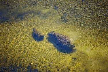 Aerial view of Hippopotamus over the Okavango Delta. swimming,green,negative space,lake,river,rivers and streams,ponds and lakes,water,yellow,underwater,bath time,swimmers,swim,aerial,aerial view,hippo,hippos,vertebrate,mammal,mammals,terrestrial,amphib