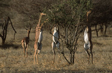 Gerenuk, adapted to browsing high bushes Waller�s gazelle,gazelles,gazelle,prey,herbivore,herbivores,vertebrate,mammal,mammals,terrestrial,Africa,African,savanna,savannah,safari,antelope,antelopes,grazing,graze,eating,feeding,bush,shrub,long