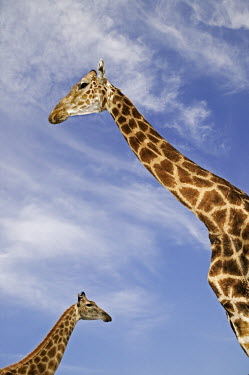 Southern giraffe adult males can be 18 feet in height. Giraffa giraffa,Southern giraffe,giraffe,giraffes,herbivore,herbivores,vertebrate,mammal,mammals,terrestrial,Africa,African,savanna,savannah,safari,pattern,patterns,sky,clouds,blue sky,height,crane,po