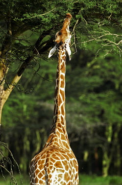 Rothschild giraffe reaching for lush vegetation Giraffa camelopardalis rothschildi,Rothschild giraffe,herbivore,herbivores,vertebrate,mammal,mammals,terrestrial,Africa,African,savanna,savannah,safari,pattern,patterns,adaptation,adapted,adapt,high,f