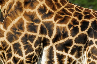 Rothschild giraffe patterns Giraffa camelopardalis rothschildi,Rothschild giraffe,herbivore,herbivores,vertebrate,mammal,mammals,terrestrial,Africa,African,savanna,savannah,safari,pattern,patterns,skin,fur,mosaic,fashion,Giraffe