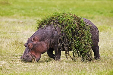 Hippopotamus with water weed on it's back bath time,garden,gardener,dirty,spring clean,clean,funny,comedy,grazing,graze,eating,feeding,green,vegetation,grass,back,body,torso,lazy,hippo,hippos,vertebrate,mammal,mammals,terrestrial,amphibious,a