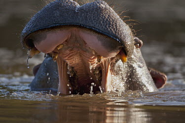 Hippopotamus with mouth open in aggressive warning posture. mouth,jaw,teeth,warning,threat,pose,display,danger,dangerous,powerful,strong,aggression,aggressive,behaviour,close-up,face,throat,hippo,hippos,vertebrate,mammal,mammals,terrestrial,amphibious,aquatic,