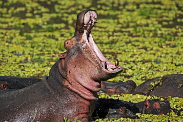 Hippopotamus with mouth open in aggressive warning posture. yawn,stretch,hippo,hippos,vertebrate,mammal,mammals,terrestrial,amphibious,aquatic,aquatic mammal,herbivore,herbivores,omnivore,omnivores,Africa,African,mouth,jaw,teeth,hungry,warning,threat,pose,disp