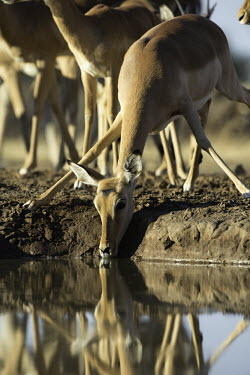 Portrait impala drinking at water hole impalas,antelope,antelopes,herbivores,herbivore,vertebrate,mammal,mammals,terrestrial,ungulate,horns,horn,Africa,African,drinking,drink,water hole,watering hole,stretch,Impala,Aepyceros melampus,Herbi