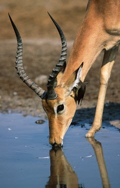 Male impala drinking at waterhole with oxpeckers oxpecker,impalas,antelope,antelopes,herbivores,herbivore,vertebrate,mammal,mammals,terrestrial,ungulate,horns,horn,Africa,African,male,drinking,drink,water hole,watering hole,reflection,grooming,groom