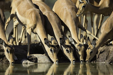 Group of impala drinking at water hole impalas,antelope,antelopes,herbivores,herbivore,vertebrate,mammal,mammals,terrestrial,ungulate,horns,horn,Africa,African,drinking,drink,water hole,watering hole,social,group,herd,Impala,Aepyceros mela
