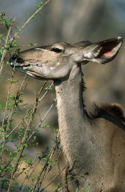 A greater kudu browsing antelope,antelopes,herbivores,herbivore,vertebrate,mammal,mammals,terrestrial,ungulate,horns,horn,Africa,African,grazing,graze,eating,feeding,thorns,t,Greater kudu,Tragelaphus strepsiceros,Herbivores,