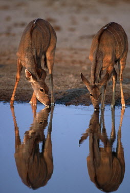 Female greater kudu drinking at waterhole drinking,water hole,watering hole,reflection,dusk,drink,water,antelope,antelopes,herbivores,herbivore,vertebrate,mammal,mammals,terrestrial,ungulate,horns,horn,Africa,African,Greater kudu,Tragelaphus