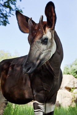 Okapi have unusual markings, their closest relative is the giraffe. face,pretty,pose,nose,snout,nostril,horns,ears,big ears,forest,pattern,patterns,stripes,striped,camouflage,camo,herbivores,herbivore,vertebrate,mammal,mammals,terrestrial,Africa,African,Okapi,Okapia j