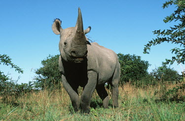 Black rhinoceros front on rhinos,rhino,horn,horns,herbivores,herbivore,vertebrate,mammal,mammals,terrestrial,Africa,African,savanna,savannah,safari,Black rhinoceros,Diceros bicornis,Herbivores,Mammalia,Mammals,Chordates,Chorda