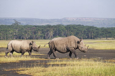 Black rhinoceros female with sub-adult calf mother and calf,juvenile,sub-adult,rhinos,rhino,horn,horns,herbivores,herbivore,vertebrate,mammal,mammals,terrestrial,Africa,African,savanna,savannah,safari,Black rhinoceros,Diceros bicornis,Herbivore