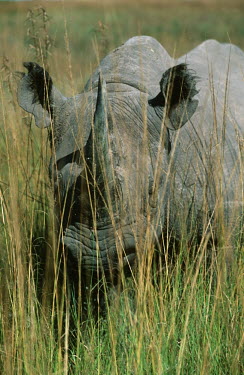 Black rhinoceros hidden in long grass grass,hidden,hiding,long grass,rhinos,rhino,horn,horns,herbivores,herbivore,vertebrate,mammal,mammals,terrestrial,Africa,African,savanna,savannah,safari,Black rhinoceros,Diceros bicornis,Herbivores,Ma