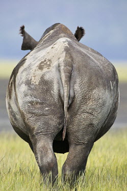 Backside of an adult bull bum,rear,hind,hide,skin,rump,tail,round,bloated,chunky,rhinos,rhino,horn,horns,herbivores,herbivore,vertebrate,mammal,mammals,terrestrial,Africa,African,savanna,savannah,safari,Black rhinoceros,Dicero