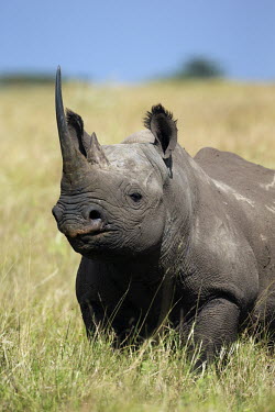 Black rhinoceros in grassland grass grassland,shallow focus,rhinos,rhino,horn,horns,herbivores,herbivore,vertebrate,mammal,mammals,terrestrial,Africa,African,savanna,savannah,safari,Black rhinoceros,Diceros bicornis,Herbivores,Mam