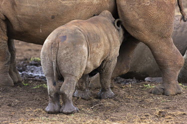 Young white rhino calf drinking from its mother mother and calf,suckling,suckle,feeding,feed,calf,young,juvenile,baby,parent,rhinos,rhino,horn,horns,herbivores,herbivore,vertebrate,mammal,mammals,terrestrial,Africa,African,savanna,savannah,safari,W