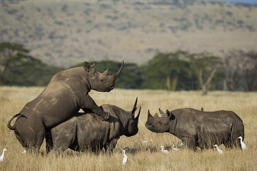 Black rhinoceros mating rhinos,rhino,horn,horns,herbivores,herbivore,vertebrate,mammal,mammals,terrestria sex,courting,mating,mate,sexual,mount,love,lovers,behaviour,reproduce,reproduction,impregnation,impregnate,spring,coup