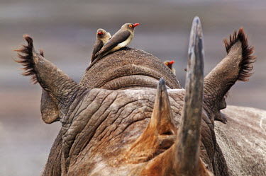 Red billed oxpeckers hitch hiking on a rhino's back oxpecker,Buphagus erythrorhynchus,ear,bird,birds,birdlife,hitch hiker,symbiosis,symbiotic,symbiotic relationship,symbiotic relationships symbiotic relationship,symbiotic relationships grey,rhinos,rhin