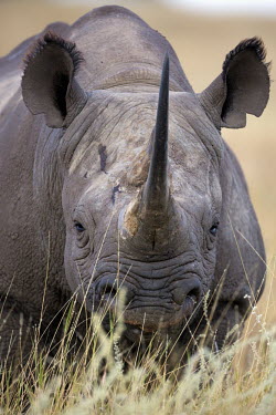 Close-up portrait of black rhinoceros rhinos,rhino,horn,horns,herbivores,herbivore,vertebrate,mammal,mammals,terrestrial,Africa,African,savanna,savannah,safari,Black rhinoceros,Diceros bicornis,Herbivores,Mammalia,Mammals,Chordates,Chorda