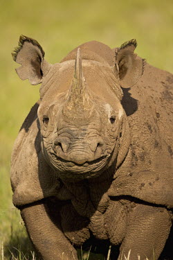 Portrait of a black rhinoceros rhinos,rhino,horn,horns,herbivores,herbivore,vertebrate,mammal,mammals,terrestrial,Africa,African,savanna,savannah,safari,Black rhinoceros,Diceros bicornis,Herbivores,Mammalia,Mammals,Chordates,Chorda