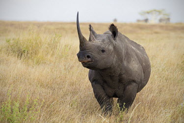 Front view of black rhinoceros in open grassland negative space,grass,grassland,shallow focus,rhinos,rhino,horn,horns,herbivores,herbivore,vertebrate,mammal,mammals,terrestrial,Africa,African,savanna,savannah,safari,Black rhinoceros,Diceros bicornis