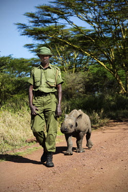 Black baby rhinoceros follows its keeper. The baby was born with cataracts and is blind. calf,young,juvenile,baby,conservation,protection,protect,conserve,reserve,reservation,protected,keeper,warden,wardens,guard,guards,rhinos,rhino,horn,horns,herbivores,herbivore,vertebrate,mammal,mammal