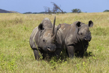 Front view of black rhinoceros in open grassland rhinos,rhino,horn,horns,herbivores,herbivore,vertebrate,mammal,mammals,terrestria,Black rhinoceros,Diceros bicornis,Herbivores,Mammalia,Mammals,Chordates,Chordata,Rhinocerous,Rhinocerotidae,Perissodac