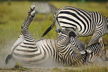 Plains zebra roll in dust to rid skin of parasites. rolling,dust,dusty,cleaning,behaviour,dust bathing,bathing,Equus burchelli,Burchell's zebra,striped,stripes,herbivores,herbivore,vertebrate,mammal,mammals,terrestrial,Africa,African,savanna,savannah,s