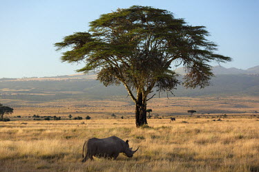 Black rhinoceros with Acacia tree in the background. grassland,tree,trees,shade,landscape,rhinos,rhino,horn,horns,herbivores,herbivore,vertebrate,mammal,mammals,terrestrial,Africa,African,savanna,savannah,safari,Black rhinoceros,Diceros bicornis,Herbivo