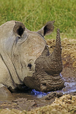 Mud bath to protect skin and rid body of parasites mud bath,rhinos,rhino,horn,horns,herbivores,herbivore,vertebrate,mammal,mammals,terrestrial,Africa,African,savanna,savannah,safari,White rhinoceros,Ceratotherium simum,Herbivores,Rhinocerous,Rhinocero