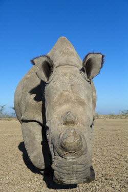 Close up picture of one of the two sub-species of the white rhinoceros, extinct in the wild. Ceratotherium simum�cottoni,extinct in the wild,poached,poaching,Northern White Rhino,Northern White Rhinoceros,Northern Square-lipped Rhinoceros,rhinos,rhino,horn,horns,hunted,illegal trade,black mar
