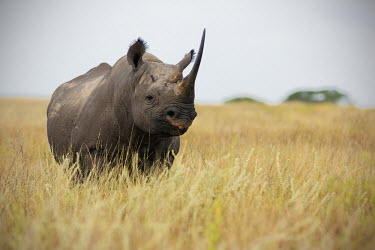 Black rhinoceros in grassland negative space,grass,grassland,shallow focus,rhinos,rhino,horn,horns,herbivores,herbivore,vertebrate,mammal,mammals,terrestrial,Africa,African,savanna,savannah,safari,Black rhinoceros,Diceros bicornis