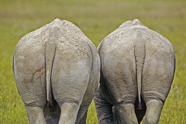 Rear view of two rhinoceros. bum,bums,rear,hind,hide,skin,tail,rhinos,rhino,horn,horns,herbivores,herbivore,vertebrate,mammal,mammals,terrestrial,Africa,African,savanna,savannah,safari,White rhinoceros,Ceratotherium simum,Herbivo