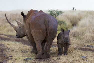 White rhinoceros mother and calf mother and calf,calf,young,juvenile,baby,parent,rhinos,rhino,horn,horns,herbivores,herbivore,vertebrate,mammal,mammals,terrestrial,Africa,African,savanna,savannah,safari,White rhinoceros,Ceratotherium