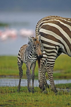 Adult plains zebra with foal. foal,mother and foal,mother and calf,wetland,flooded plain,juvenile,young,Equus burchelli,Burchell's zebra,striped,stripes,herbivores,herbivore,vertebrate,mammal,mammals,terrestrial,Africa,African,sav