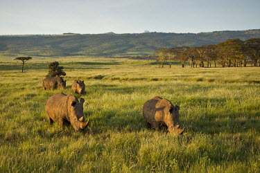 Four white rhinoceros roam the tall grass. grass,grassland,green,negative space,rhinos,rhino,horn,horns,herbivores,herbivore,vertebrate,mammal,mammals,terrestrial,Africa,African,savanna,savannah,safari,White rhinoceros,Ceratotherium simum,Herb